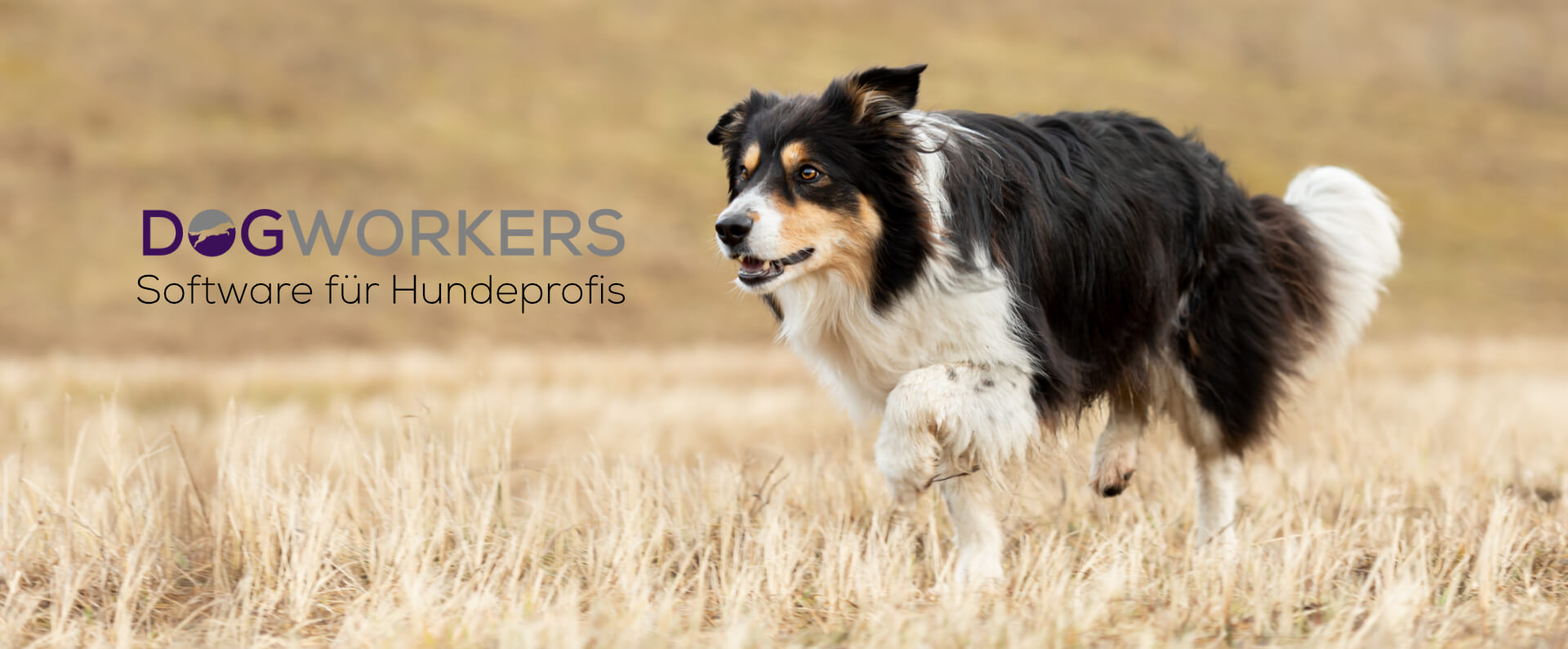 DogWorkers - Software für Hundeprofis